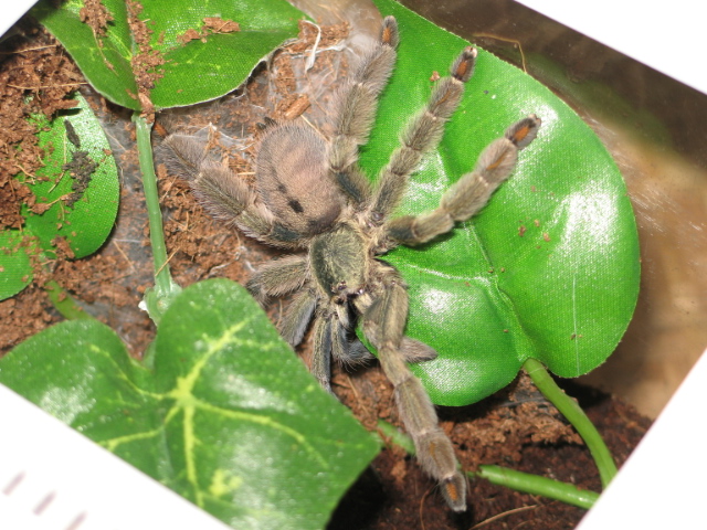 Psalmopoeus cambrigdei L6