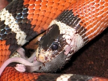 L.t sinaloae