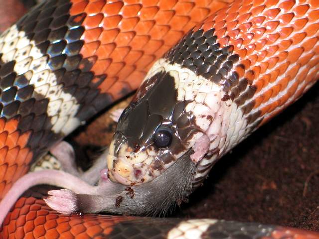 L.t sinaloae