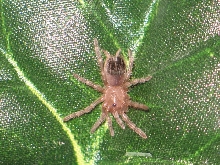 B.smithi  L2
