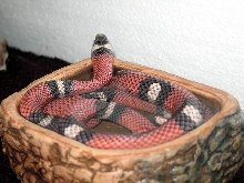 L.t sinaloae