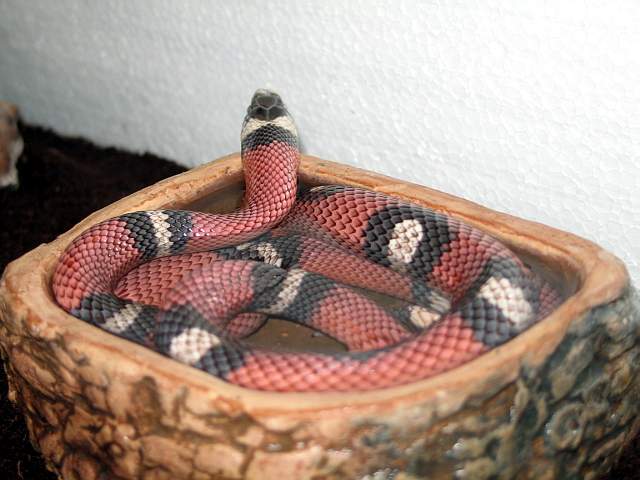 L.t sinaloae
