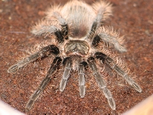 B.albopilosum