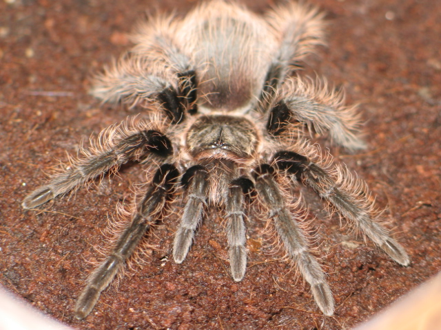 B.albopilosum