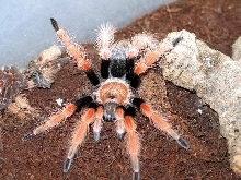B.BOEHMEI