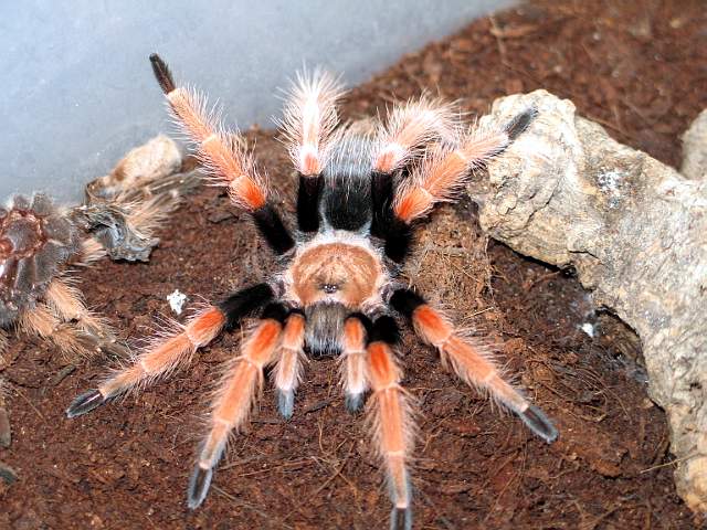 B.BOEHMEI