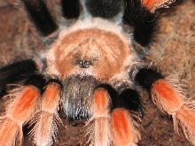 B.boehmei