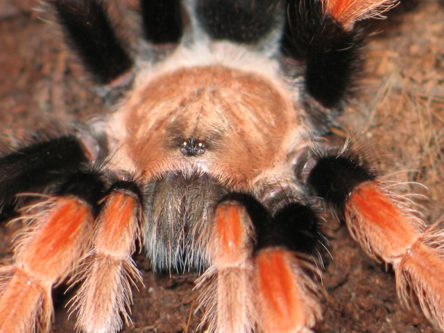 B.boehmei