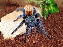 CH.CYANOPUBESCENS