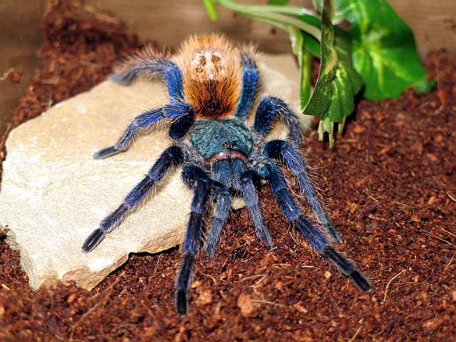 CH.CYANOPUBESCENS