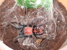 C.fasciatum L4