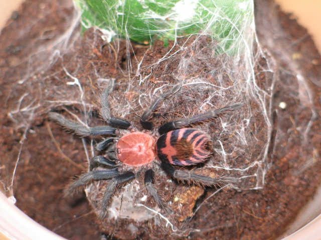 C.fasciatum L4