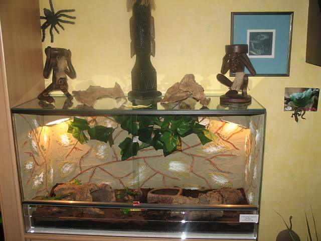 terrarium-sinaloae