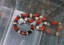 l.t.campbelli