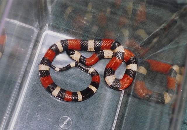 l.t.campbelli