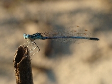 Platycnemis pennipes