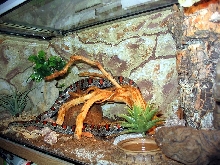 terrarium - l.m.mexicana