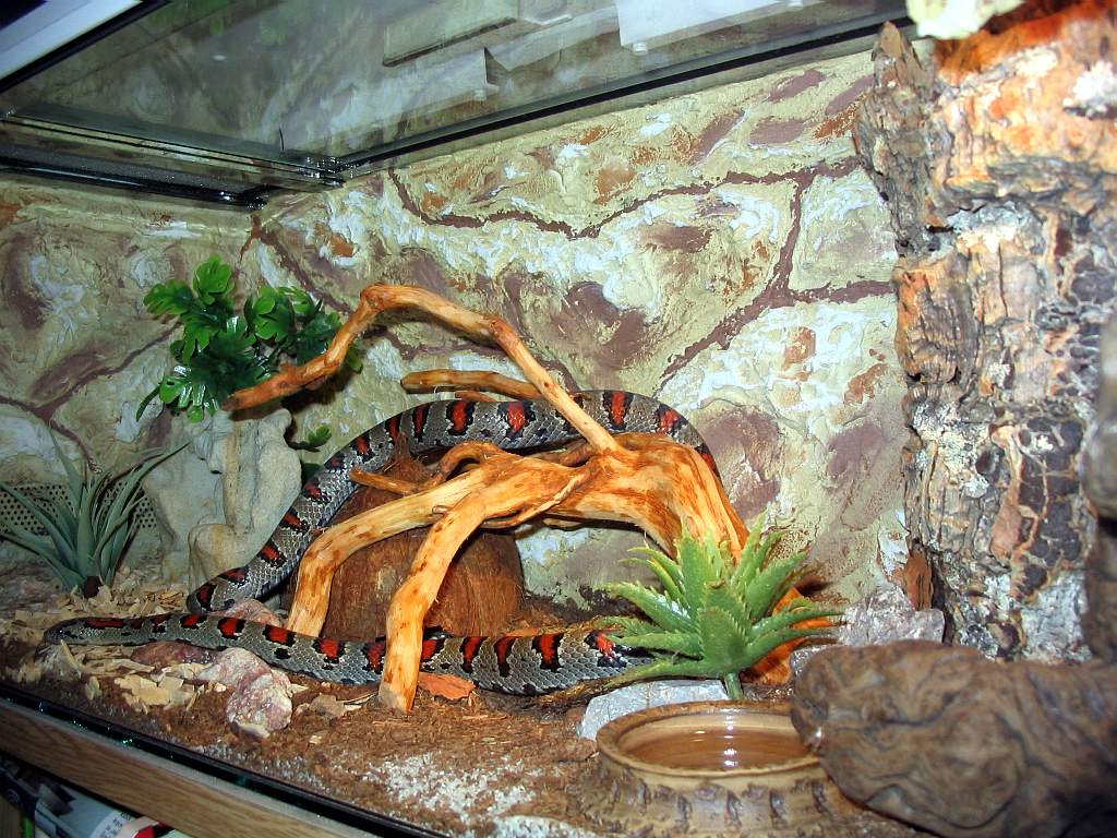 terrarium - l.m.mexicana