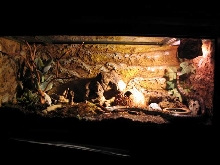 terrarium - l.m.mexicana
