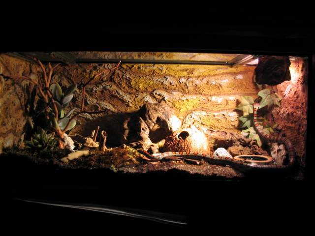 terrarium - l.m.mexicana