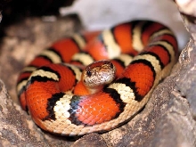 L.mexicana thayeri orange
