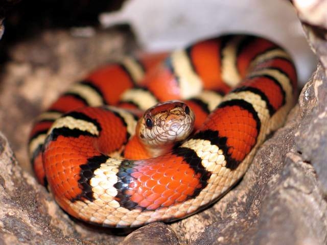 L.mexicana thayeri orange