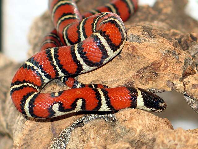 L.ruthveni