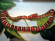 l.p.pyromylana