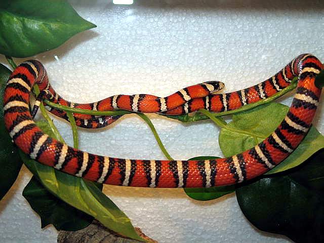 l.p.pyromylana