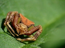 Pistius truncatus