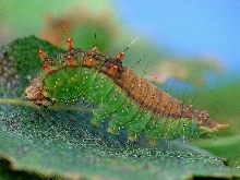Platypteryx falcataria