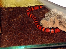 l.t.hondurensis tangerine