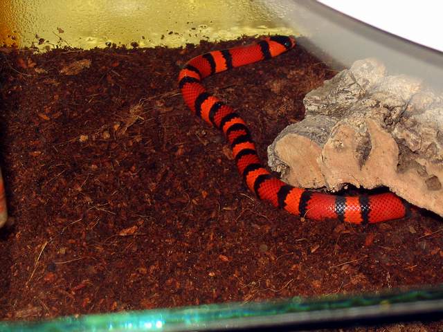 l.t.hondurensis tangerine
