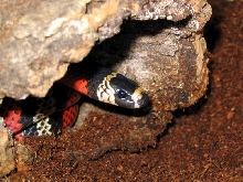 l.t.hondurensis 50% hetero-albino