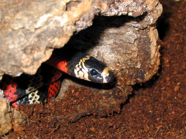l.t.hondurensis 50% hetero-albino