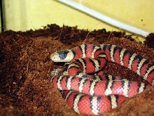 L.pyromylana woodini