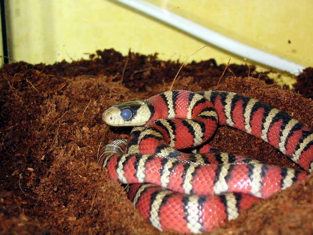 L.pyromylana woodini