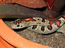 l.mexicana "Greeri"