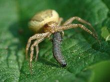 Xysticus ulmi