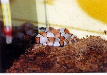l.alterna