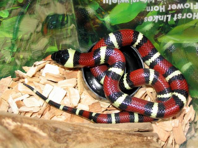 l.t.annulata