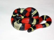 l.t.campbelli