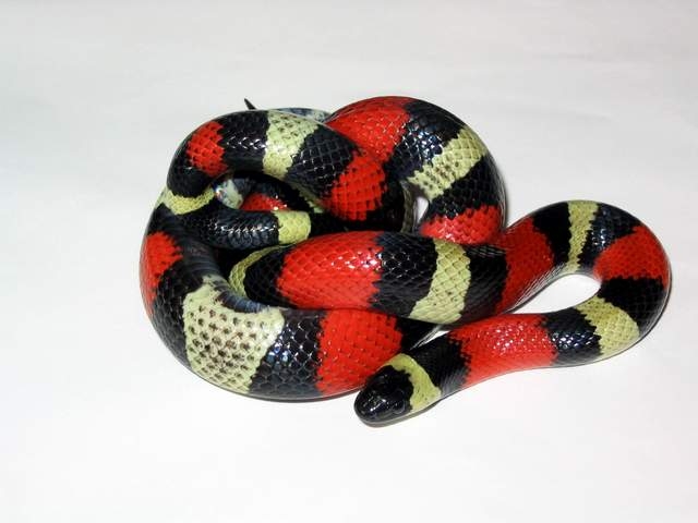 l.t.campbelli