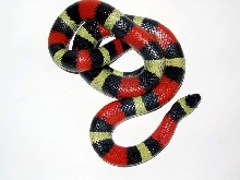 l.t.campbelli