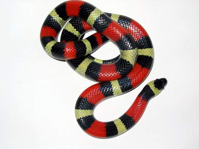 l.t.campbelli