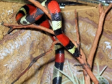 l.t.campbelli