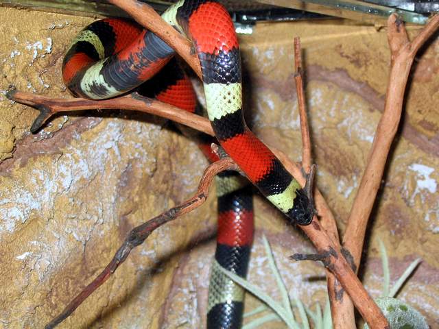 l.t.campbelli