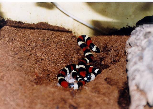 l.t.campbelli