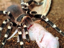 ACANTHOSCURIA GENICULATA
