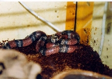 l.t.hondurensis 50% hetero-albino